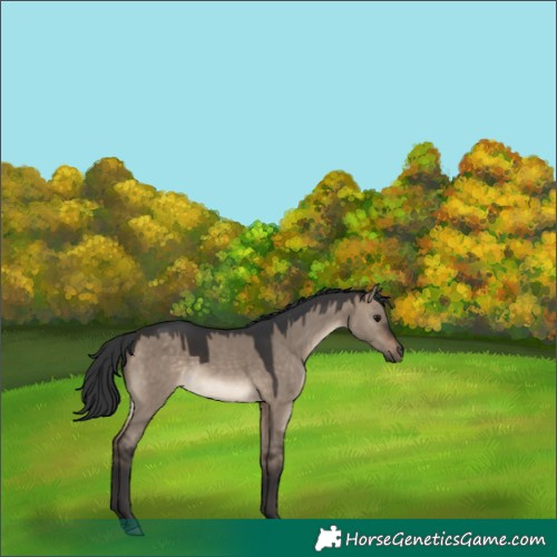 Horse Color:Brown Dun 