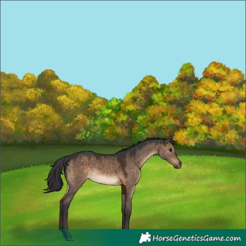 Horse Color:Bay Dun 