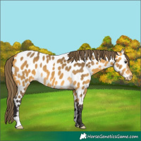 Horse Color:Buckskin Near Leopard 