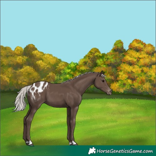 Horse Color:Silver Black Blanket 
