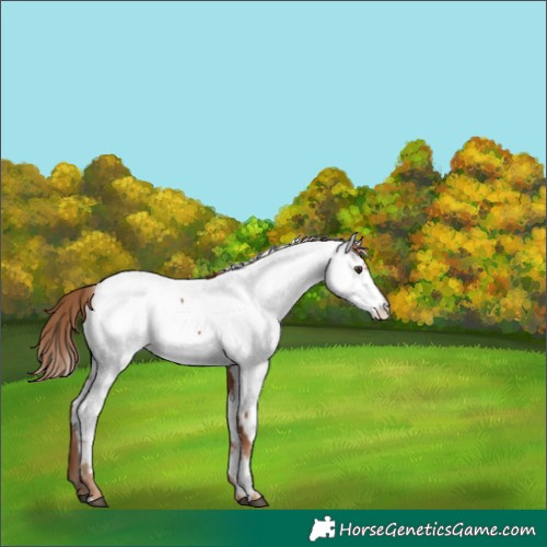 Horse Color:Chestnut Near Fewspot 