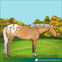 Horse Color:Silver Buckskin Appaloosa 