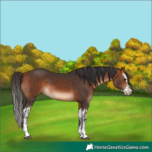 Horse Color:Bay  and Bay Splash 