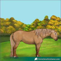 Horse Color:Gray Red Dun 