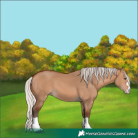 Horse Color:Silver Bay Dun 