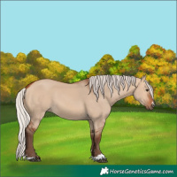Horse Color:Silver Bay Dun 