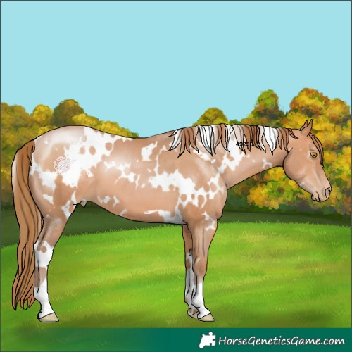 Horse Color:White Spotted Bay Pearl 