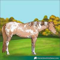 Horse Color:White Spotted Bay Pearl 