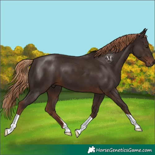 Horse Color:Liver Chestnut 