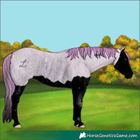 Horse Color:Void Watercolor Red Dun Splash Rabicano 
