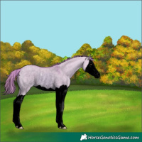 Horse Color:Void Watercolor Red Dun Splash Rabicano 