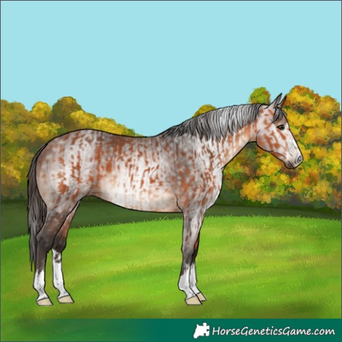 Horse Color:Bay  and Gray Bay 