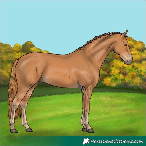 Horse Color:Chestnut 