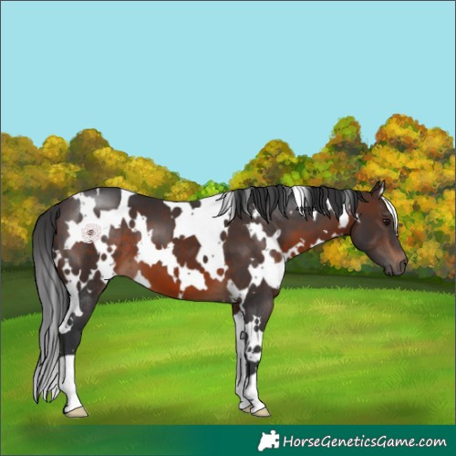 Horse Color:White Spotted Brown 