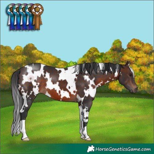 Horse Color:White Spotted Brown 