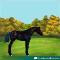 Horse Color:ERROR: UNKNOWN ANOMALY