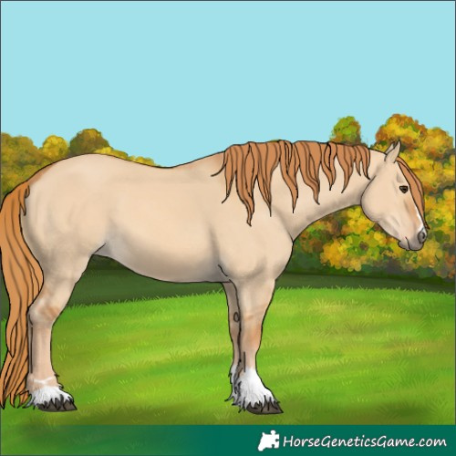 Horse Color:Red Dun 