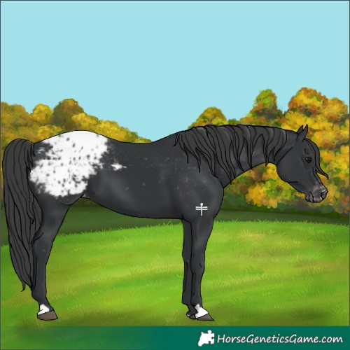 Horse Color:Black Blanket 