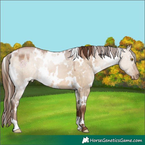 Horse Color:White Spotted Brown Pearl Dun 