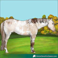 Horse Color:White Spotted Brown Pearl Dun 