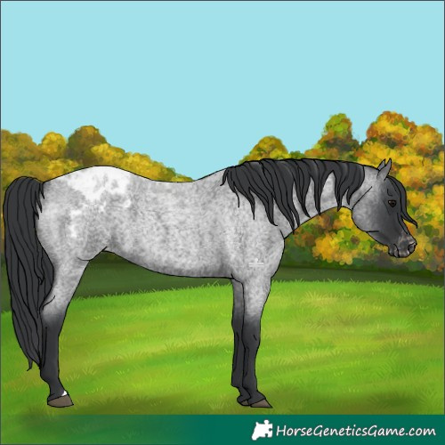 Horse Color:Blue Roan Appaloosa 