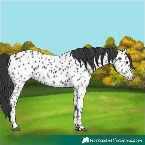 Horse Color:Black Near Leopard 