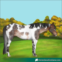 Horse Color:Brown Tobiano Rabicano