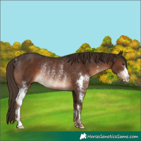 Horse Color:Liver Chestnut Sabino Rabicano 
