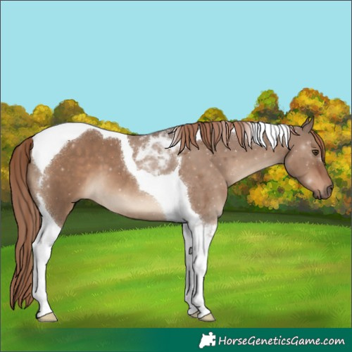 Horse Color:Liver Red Dun Tobiano