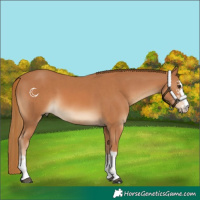 Horse Color:Chestnut  and Chestnut 