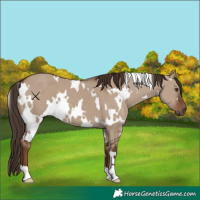 Horse Color:White Spotted Liver Red Dun 