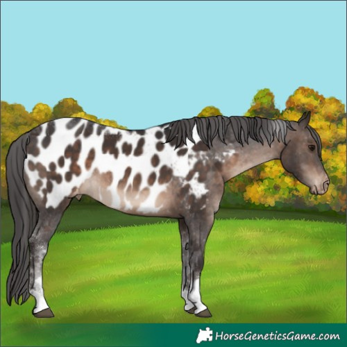 Horse Color:Brown Tobiano Appaloosa Rabicano 