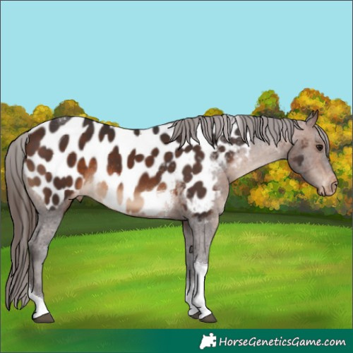 Horse Color:Brown Tobiano Appaloosa Rabicano 