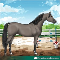 Horse Color:Grullo 