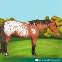 Horse Color:Bay Appaloosa 