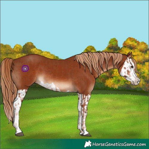 Horse Color:Chestnut  and Chestnut Splash 