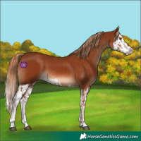 Horse Color:Chestnut  and Chestnut Splash 