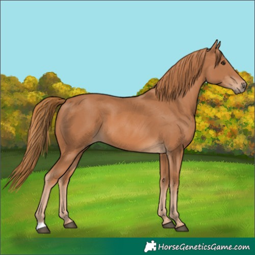 Horse Color:Chestnut 