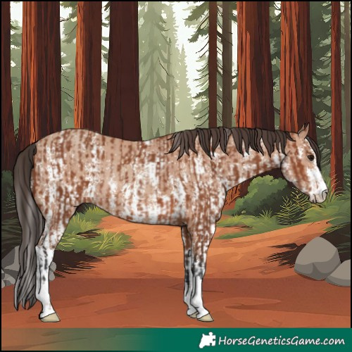 Horse Color:Bay Rabicano and Amber Champagne Sabino Rabicano
