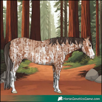 Horse Color:Bay Rabicano and Amber Champagne Sabino Rabicano