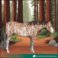 Horse Color:Bay Rabicano  and Amber Champagne Sabino Rabicano 