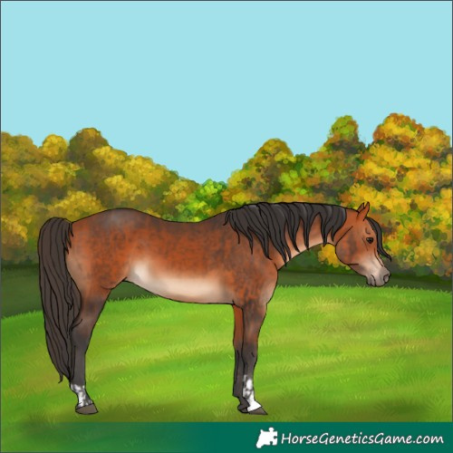 Horse Color:Bay  and Bay 