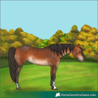 Horse Color:Bay and Bay