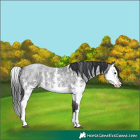 Horse Color:Blue Roan Sabino Splash  and Blue Roan Sabino Splash Rabicano 