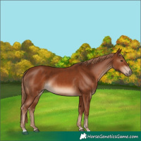 Horse Color:Chestnut and Chestnut