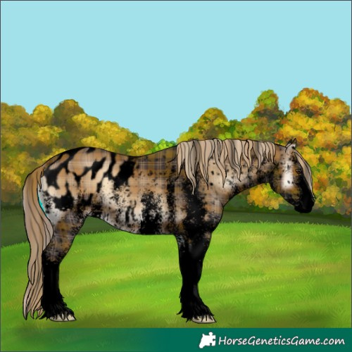 Horse Color:Void Plaid  White Spotted Liver Red Onyx Appaloosa 