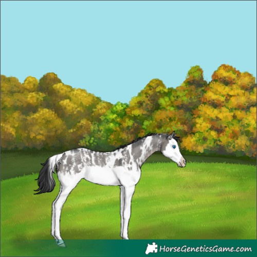 Horse Color:White Spotted Grullo Mushroom Sabino Splash 