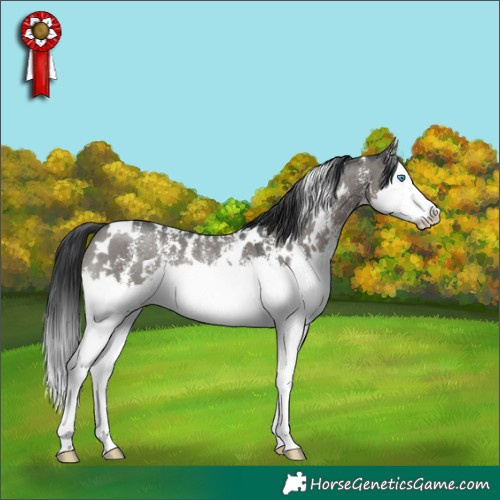Horse Color:White Spotted Grullo Mushroom Sabino Splash 