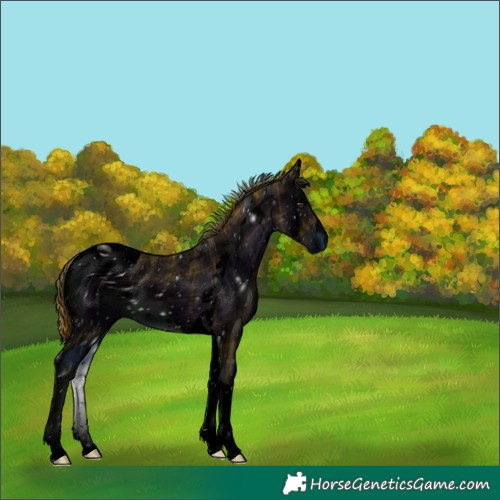 Horse Color:ERROR: UNKNOWN ANOMALY