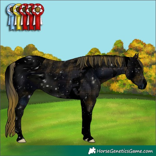 Horse Color:ERROR: UNKNOWN ANOMALY